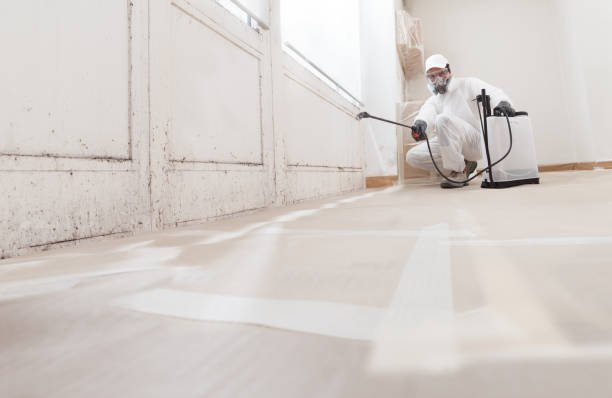 Black mold remediation team in Salix